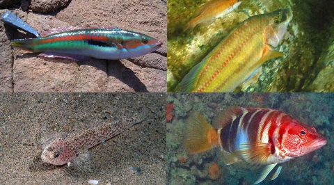 Sciri�, cazzarola, goggione e perchia: ecco i pesci da riva e da "ciambotto" di Bari